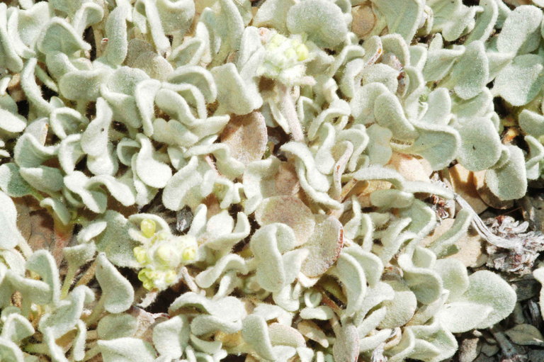 Image of Jaynes Canyon buckwheat