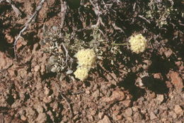 Imagem de Eriogonum ovalifolium var. purpureum (Nutt.) Durand