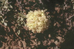 Imagem de Eriogonum ovalifolium var. purpureum (Nutt.) Durand