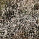 Eriogonum wrightii var. subscaposum S. Wats. resmi