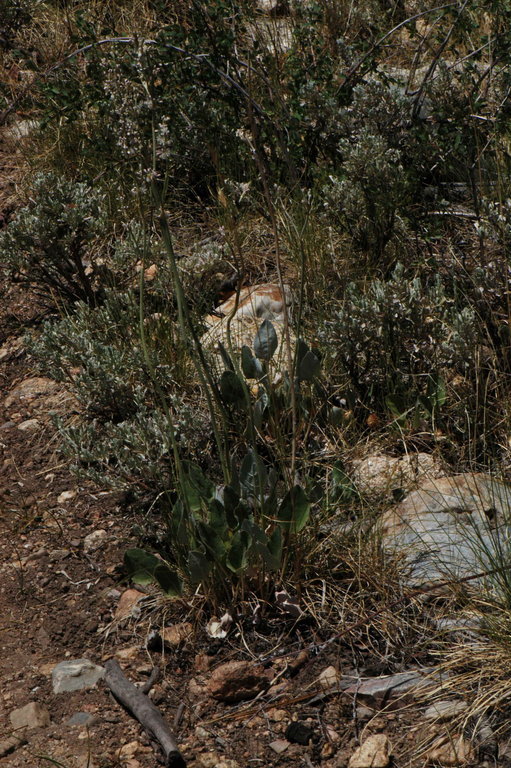 Image of redroot buckwheat