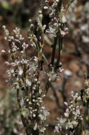 Image of redroot buckwheat