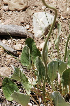 Image of redroot buckwheat