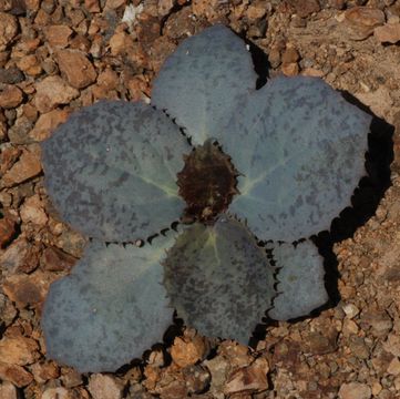 Image of parachute plant