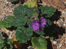 Image of calthaleaf phacelia