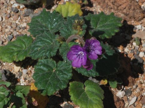 Image of calthaleaf phacelia