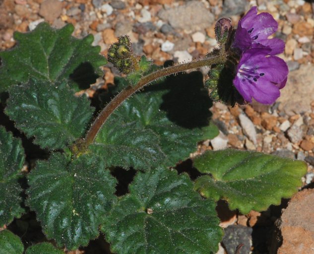 Image of calthaleaf phacelia