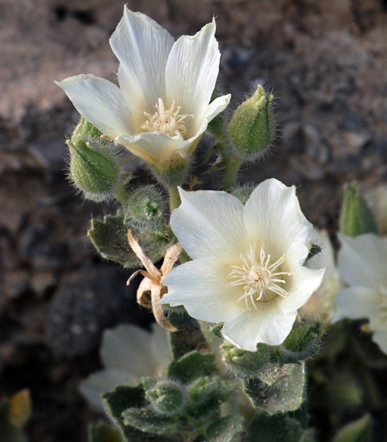 Image of desert stingbush