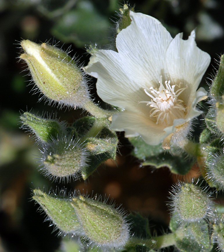 Image of desert stingbush