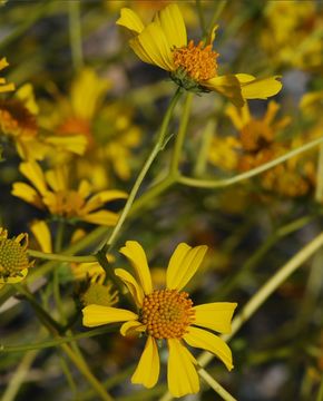 Sivun Encelia farinosa A. Gray ex Torr. kuva