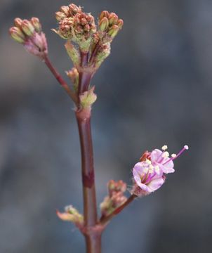 Imagem de Anulocaulis annulatus (Coville) Standl.