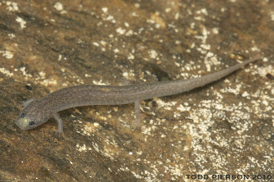 Image of Patch-nosed Salamander