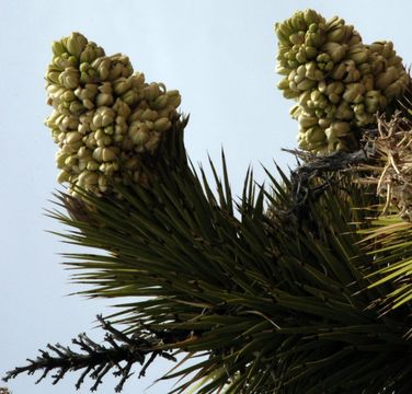 Слика од Yucca brevifolia Engelm.