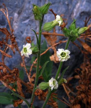 Image of desert tobacco,