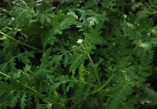 Image de Eucrypta chrysanthemifolia var. bipinnatifida (Torr.) Constance