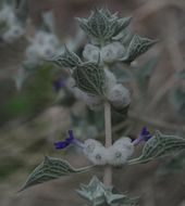 Image of woolly sage