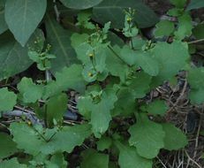 Image of Mojave ragwort