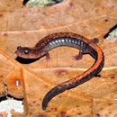 Image of Shenandoah Salamander