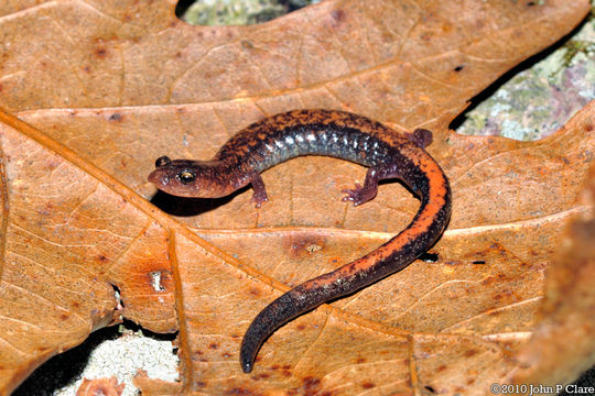 Image of Shenandoah Salamander