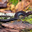 Imagem de Plethodon hoffmani Highton 1972