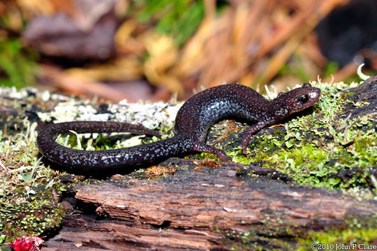 Sivun Plethodon hoffmani Highton 1972 kuva