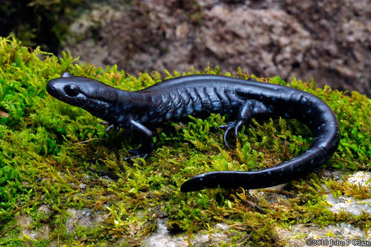 Imagem de Ambystoma laterale Hallowell 1856