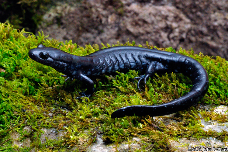 Слика од Ambystoma laterale Hallowell 1856