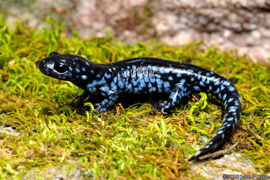 Imagem de Ambystoma laterale Hallowell 1856