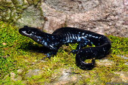 Слика од Ambystoma laterale Hallowell 1856