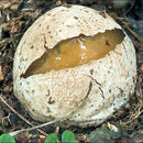 Image of Stinkhorn