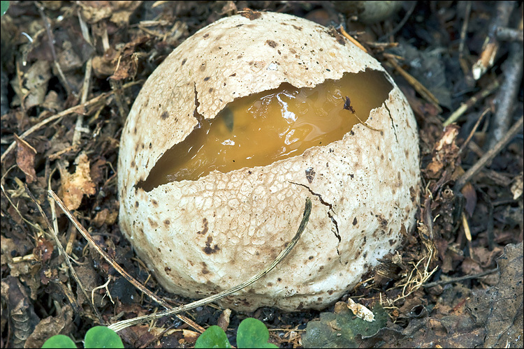 Image of Stinkhorn