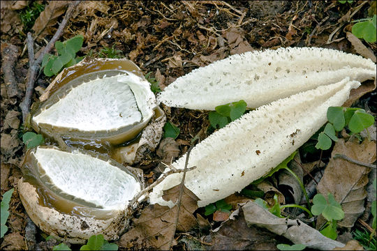 Image of Stinkhorn