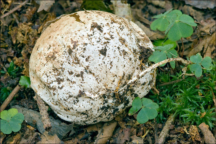 Image of Stinkhorn