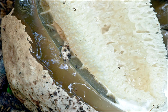 Image of Stinkhorn