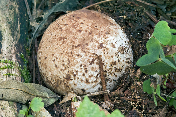 Image of Stinkhorn