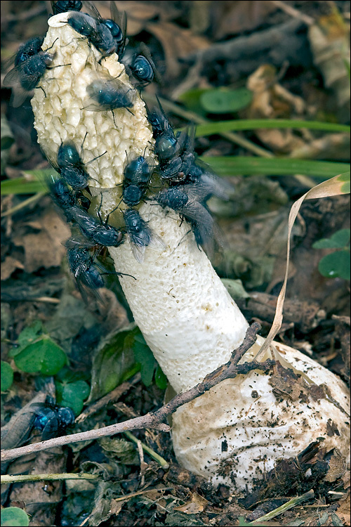 Image of Stinkhorn