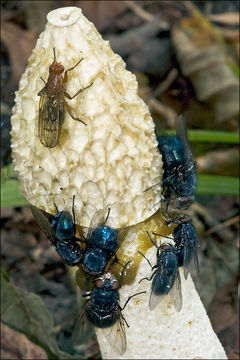 Image of Stinkhorn