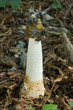 Image of Stinkhorn