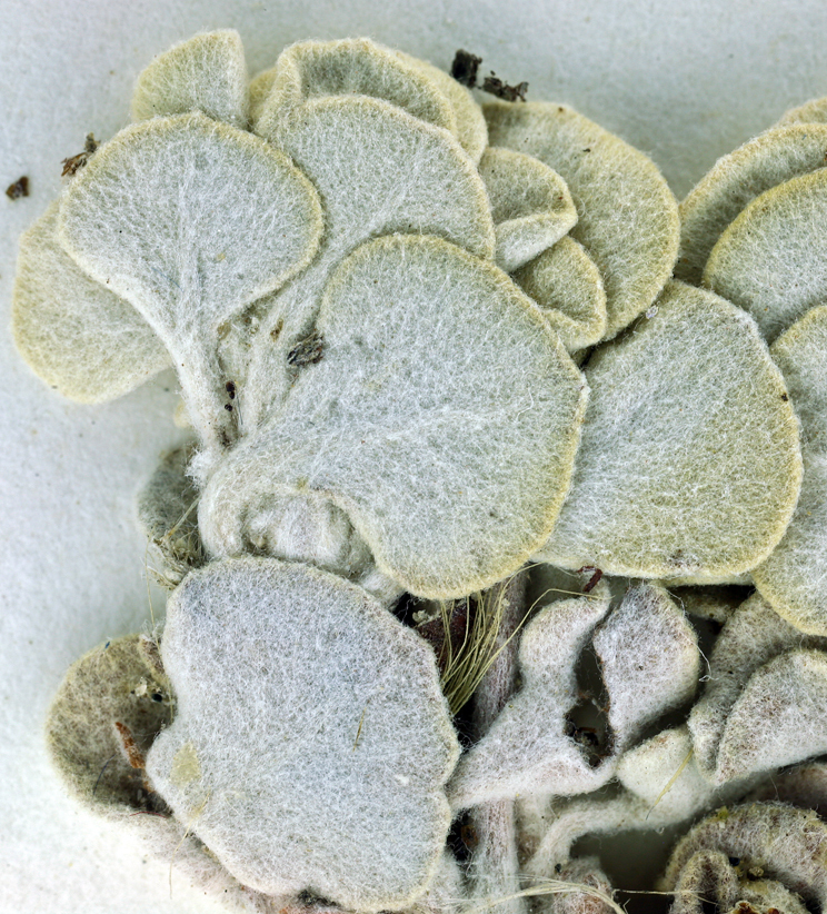 Image of hoary buckwheat