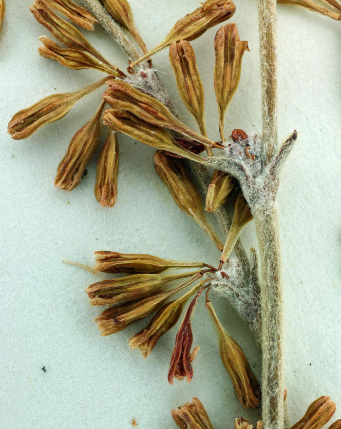 Image of hoary buckwheat