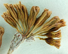 Image of hoary buckwheat