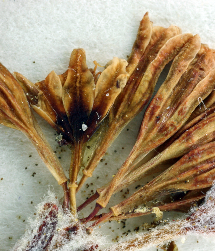 Image of hoary buckwheat