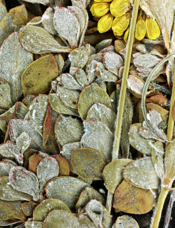 Image of Siskiyou buckwheat