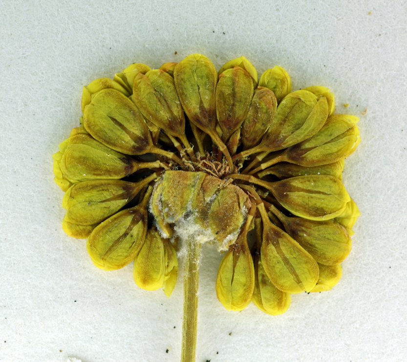 Image of Siskiyou buckwheat