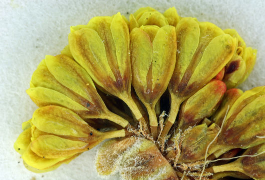 Image of Siskiyou buckwheat