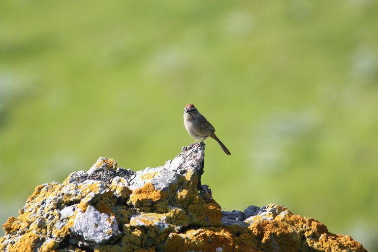 Image of Rufous-crowned Sparrow