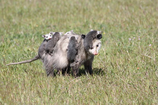 Image of Virginia Opossum