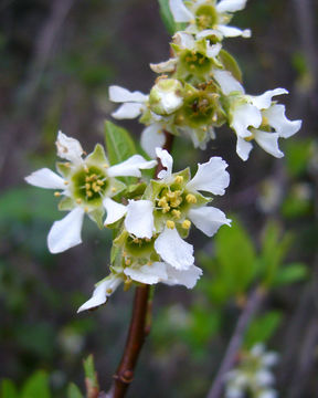 Imagem de Oemleria cerasiformis (W. L Hooker & Arnott) Landon