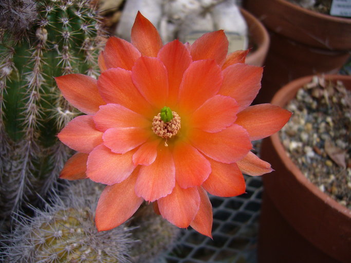 Image de <i>Echinocereus polyacanthus</i> ssp. <i>huitcholensis</i>