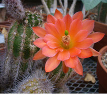 Image de <i>Echinocereus polyacanthus</i> ssp. <i>huitcholensis</i>